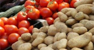 “التموين” تطرح الطماطم بـ15 جنيهًا للكيلو