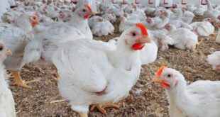 رئيس شعبة الدواجن يكشف أسباب قفزة الأسعار مع بداية رمضان وموعد انخفاضها